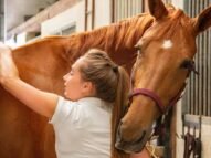 Mujer joven acaricia a un caballo marrón veterinario en Australia