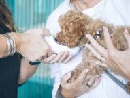 medico veterinario le da de tomar agua a un perro marrón sostenido por una mujer