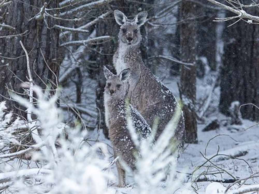 2 canguros en una nevada en Australia