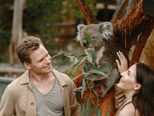 Joven pareja disfrutando la compañía de un koala