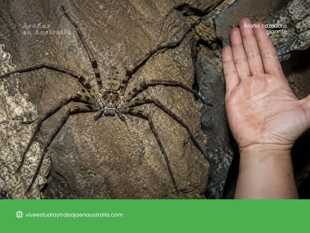 Araña cazadora gigante