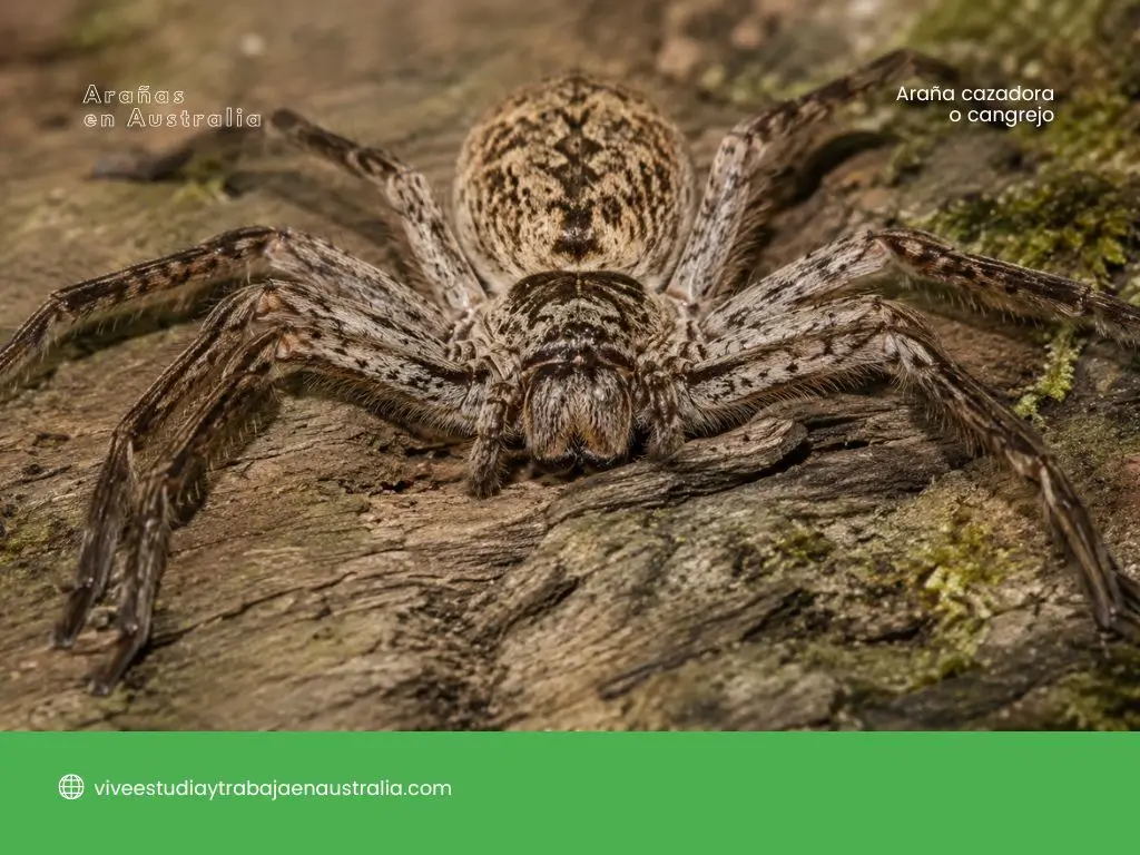 Araña cazadora o cangrejo