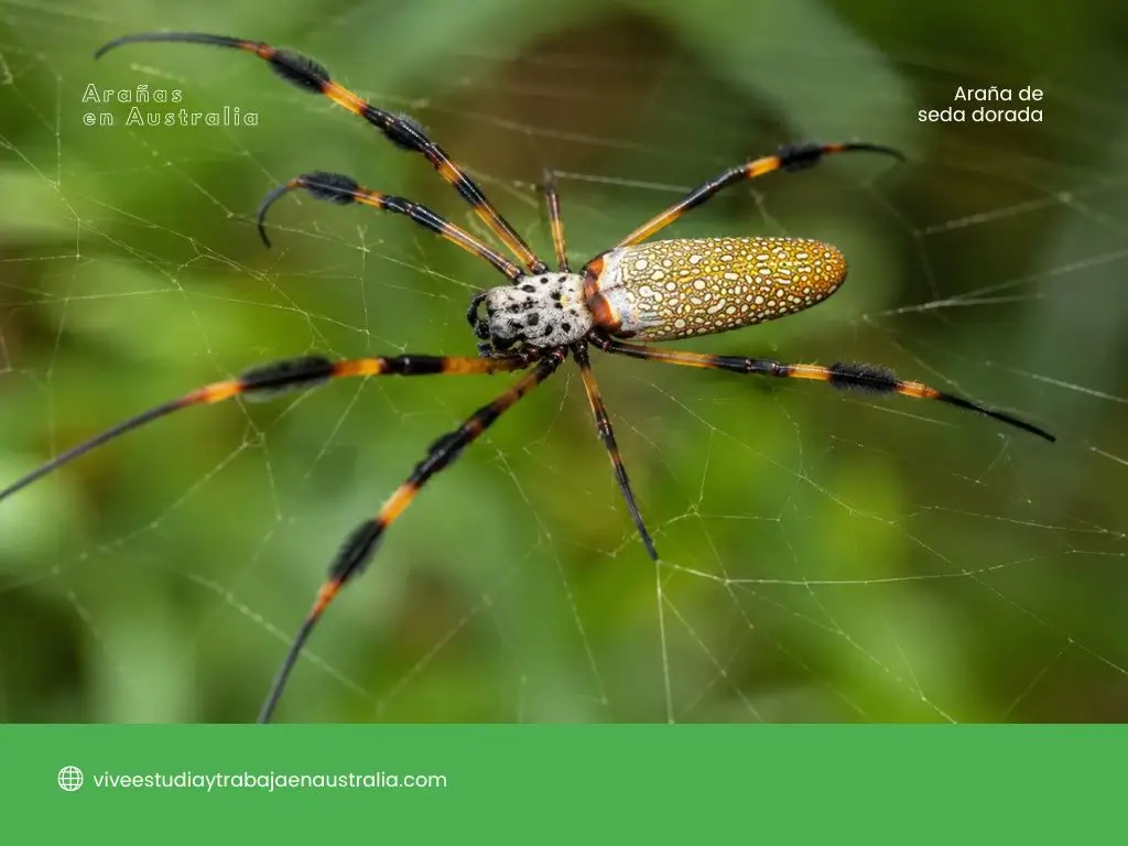 Araña de seda dorada