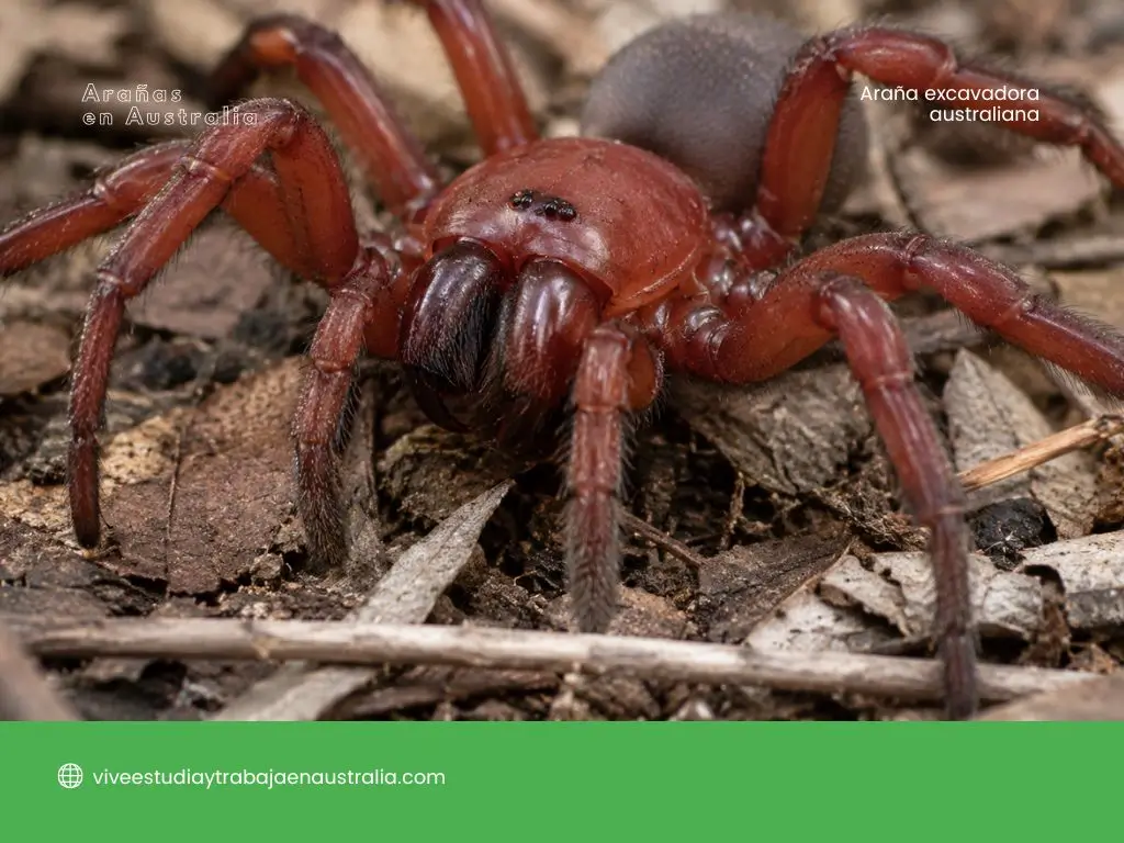 Araña excavadora australiana