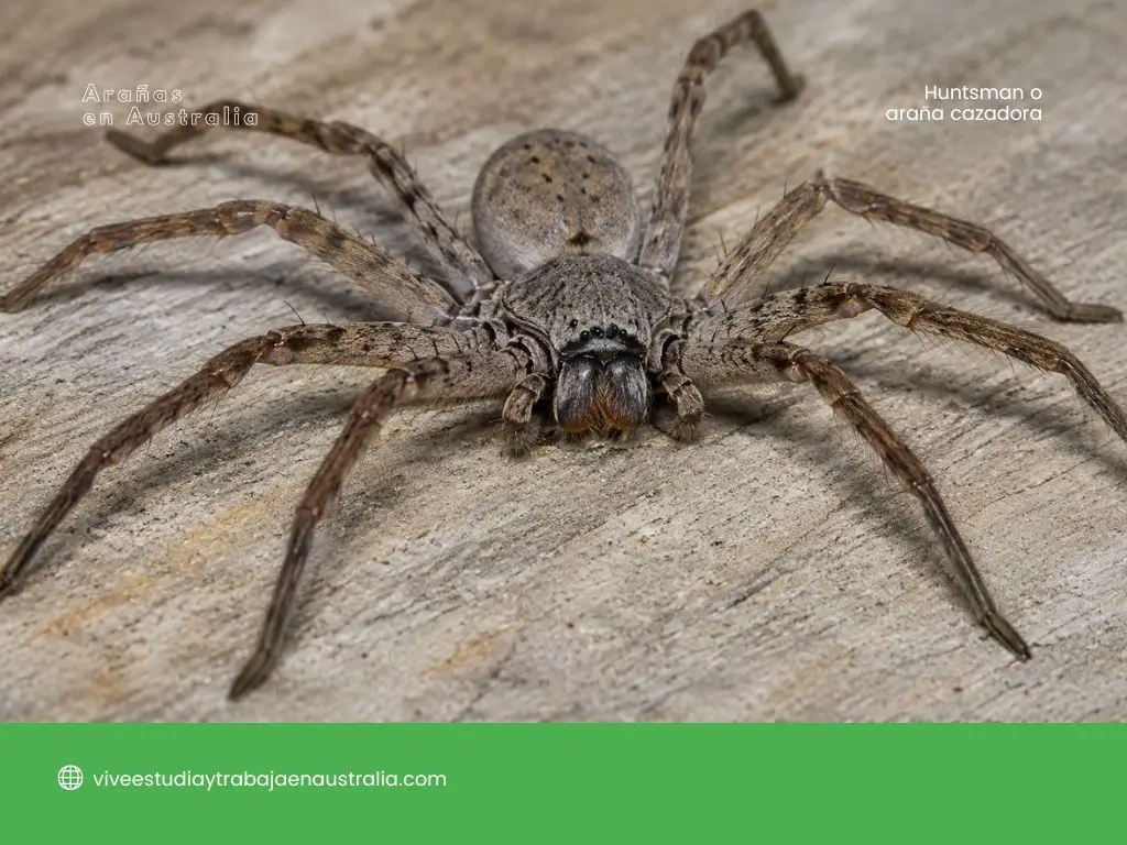 Huntsman o araña cazadora