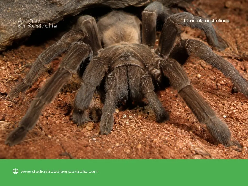 Tarántula australiana o whistling spider