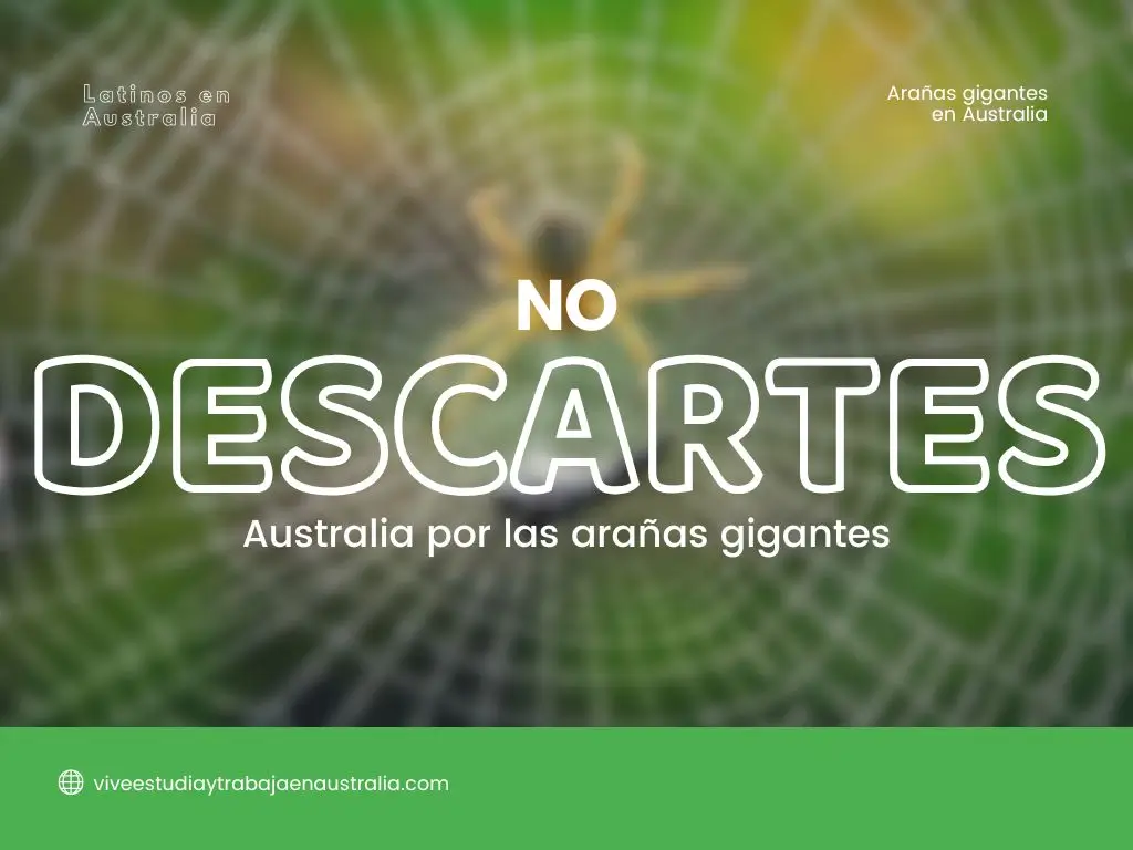 arañas en Australia