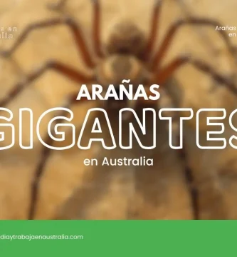 arañas gigantes en Australia