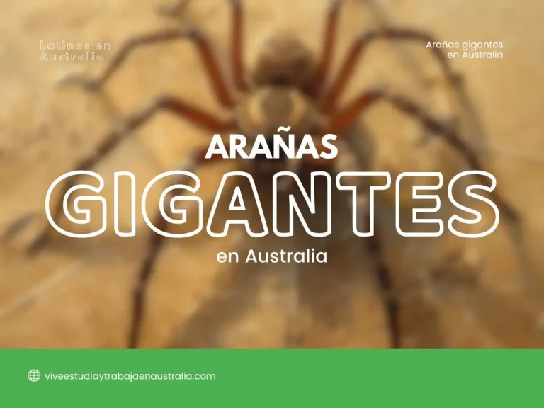 arañas gigantes en Australia