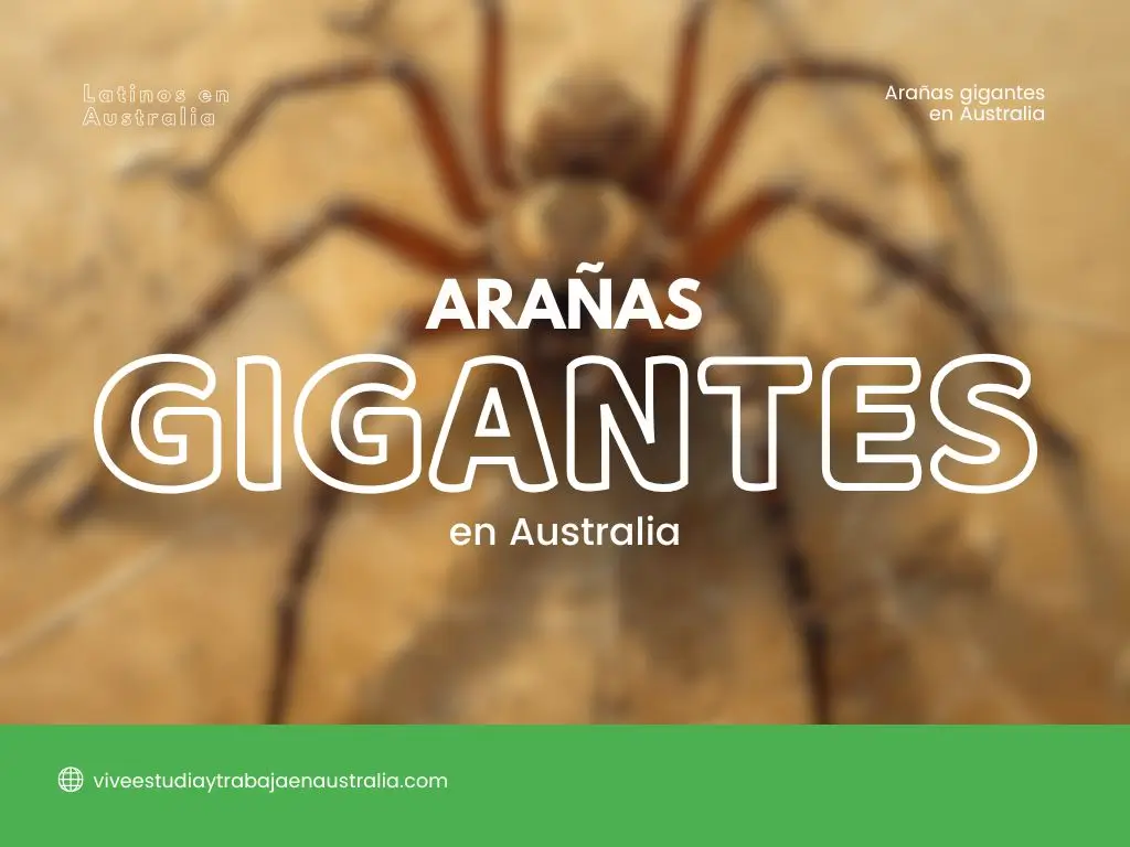 arañas gigantes en Australia